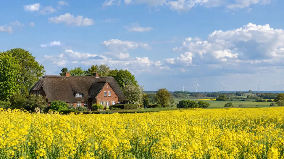 Rapsfeld im Frühling vor einem reetgedeckten Backsteinhof, am Horizont Windräder unter weitem Himmel